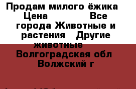 Продам милого ёжика › Цена ­ 10 000 - Все города Животные и растения » Другие животные   . Волгоградская обл.,Волжский г.